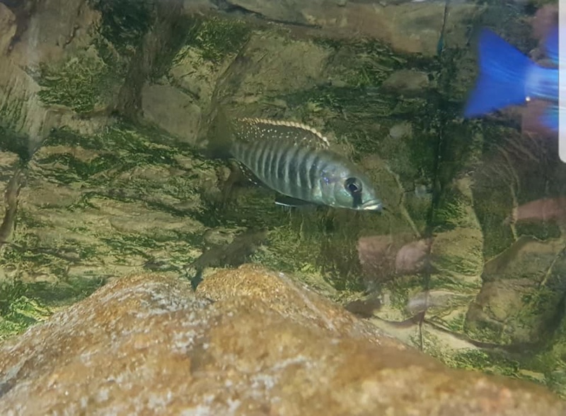 Sciaenochromis sp. 'nyassae'